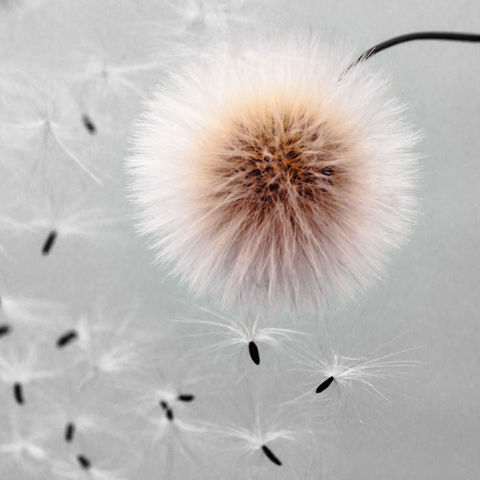 Pusteblumen in Bewegung, Glasbild Quadratisch