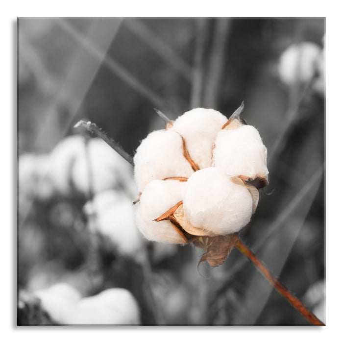 Pixxprint Knospe voller Baumwolle, Glasbild Quadratisch