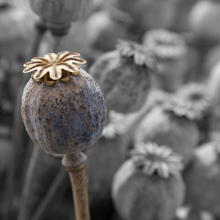 Mohnkapsel der Mohnblume, Glasbild Quadratisch