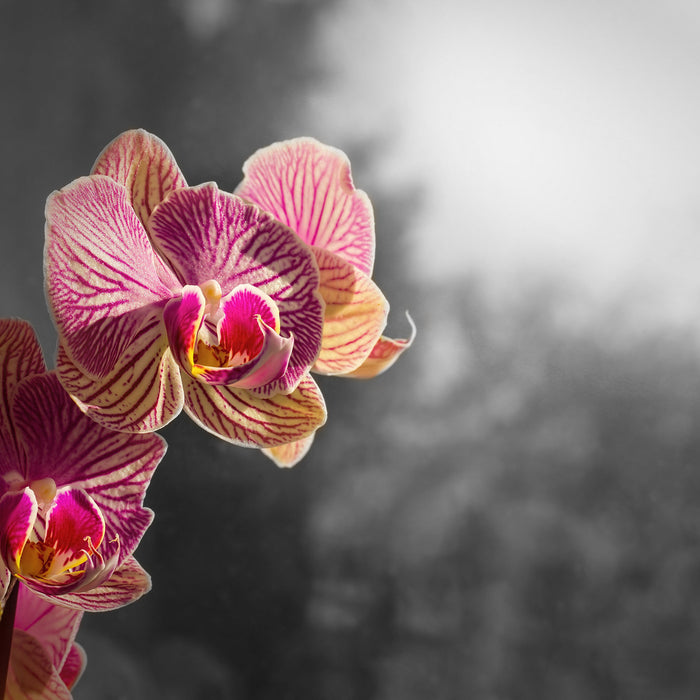 farbenOrchideen in der Nahaufnahme, Glasbild Quadratisch