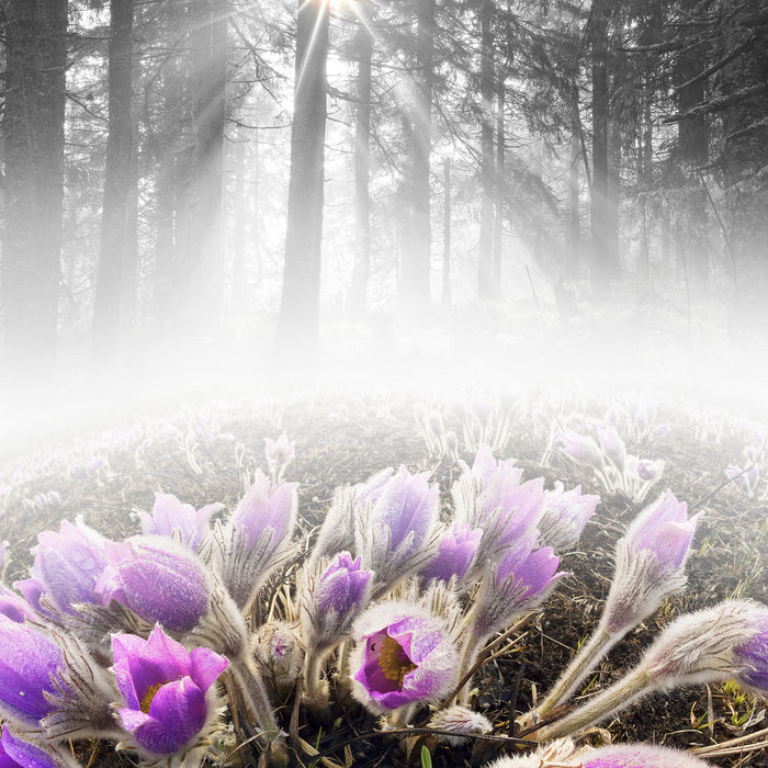 blühende Blumen im Wald, Glasbild Quadratisch