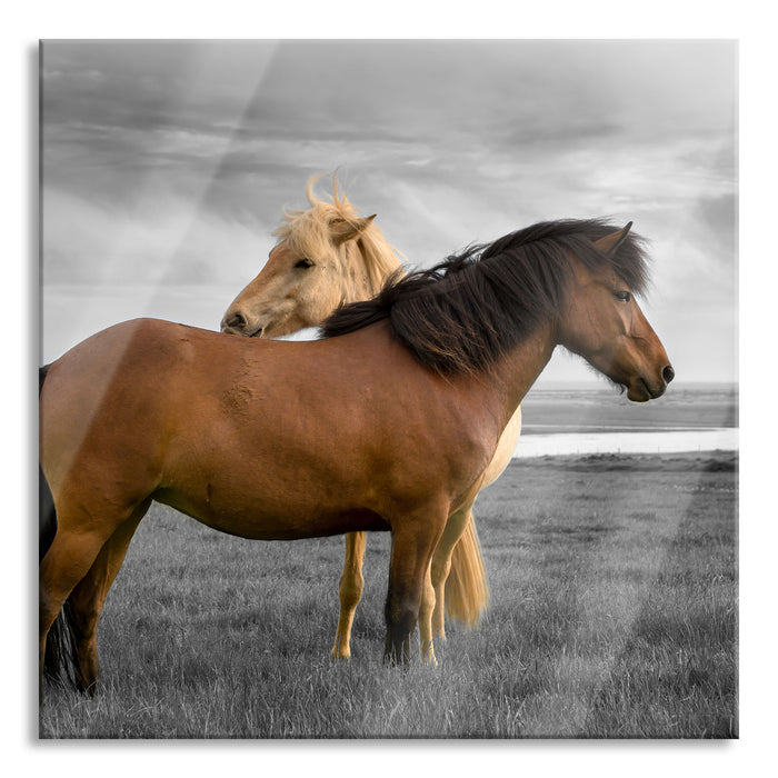 zwei Pferde auf der Wiese, Glasbild Quadratisch