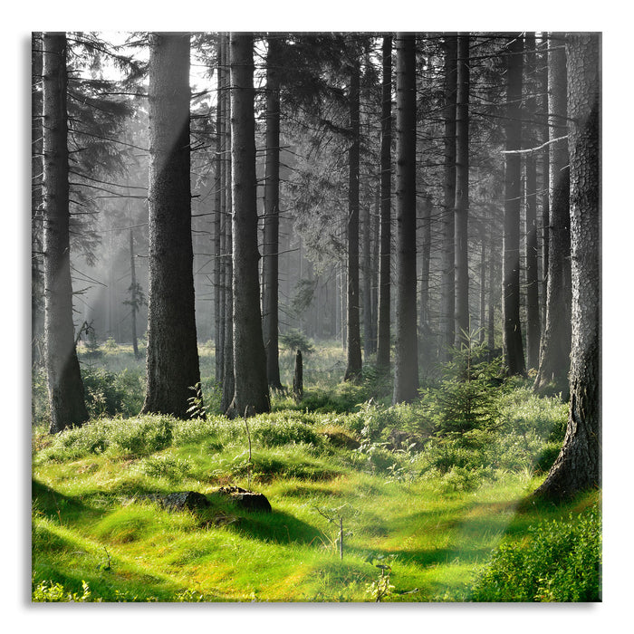 sonniger Tag im Wald, Glasbild Quadratisch