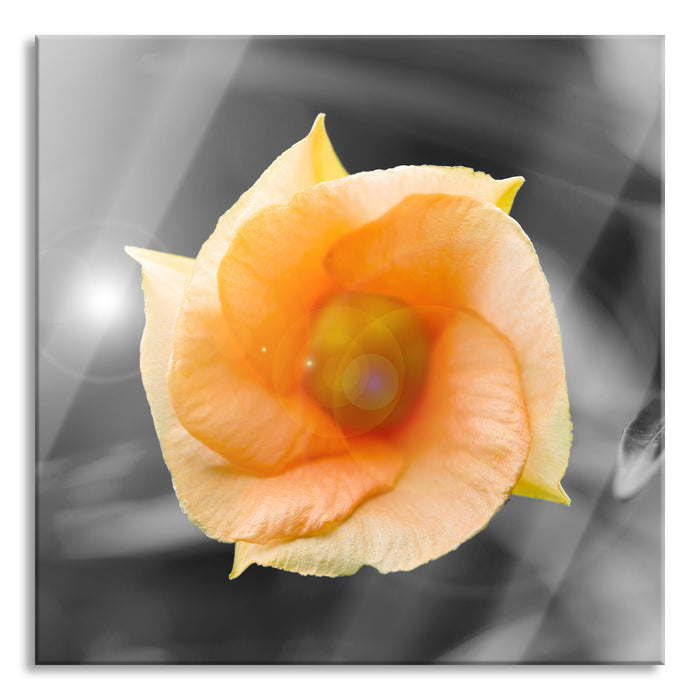 orange Blume im Sonnenlicht, Glasbild Quadratisch