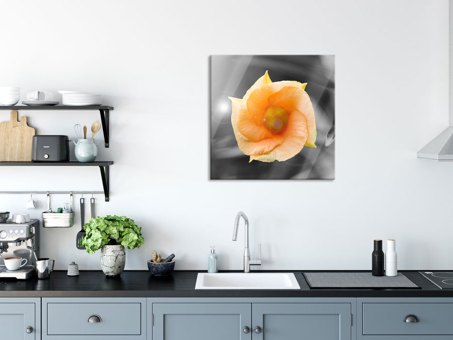 orange Blume im Sonnenlicht, Glasbild Quadratisch