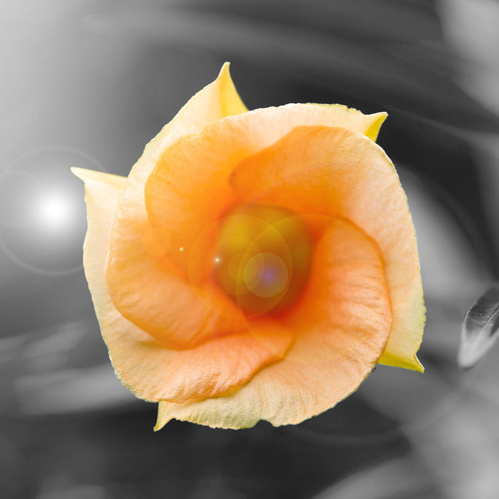 orange Blume im Sonnenlicht, Glasbild Quadratisch