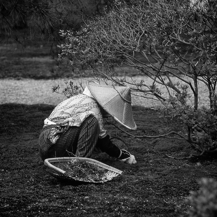 japanischer Gärtner bei der Arbeit, Glasbild Quadratisch