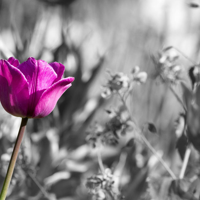 Blumen im Sonnenschein, Glasbild Quadratisch