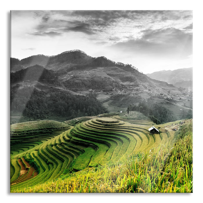 Reisfelder in Vietnam, Glasbild Quadratisch