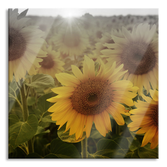 Sonnenblumen auf dem Feld, Glasbild Quadratisch