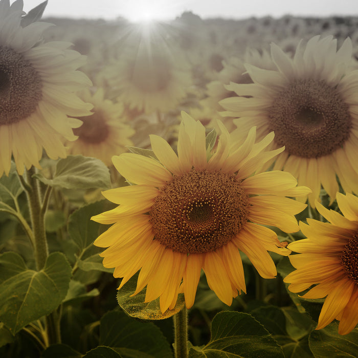 Sonnenblumen auf dem Feld, Glasbild Quadratisch