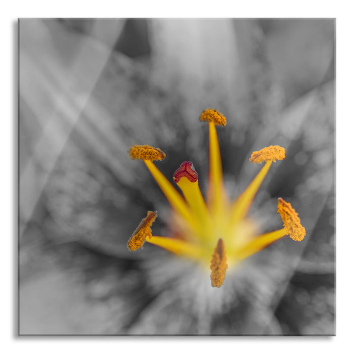 Pixxprint schöne Lilie Nahaufnahme, Glasbild Quadratisch