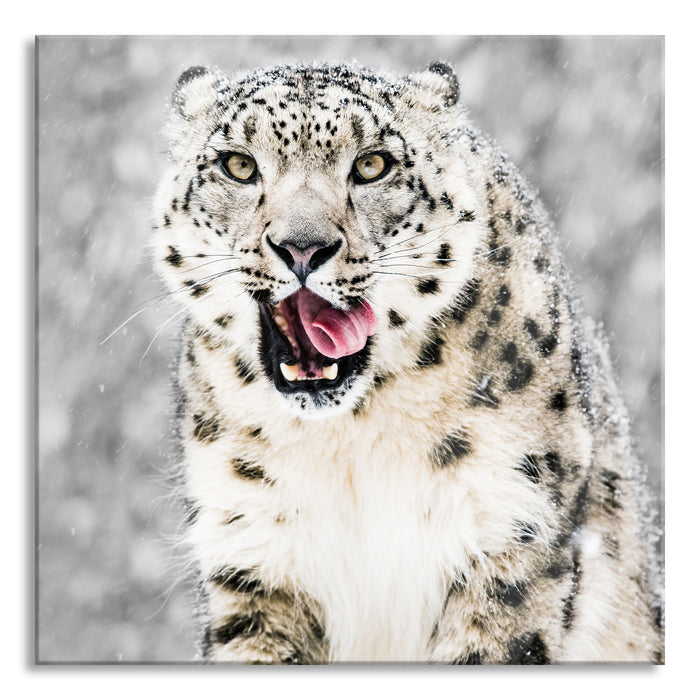 Pixxprint Leopard im Schnee, Glasbild Quadratisch