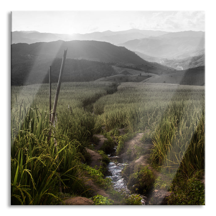 Pixxprint Reisfeld Plantage in Asien, Glasbild Quadratisch