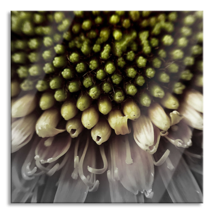 Pixxprint Nahaufnahme einer Gerbera, Glasbild Quadratisch