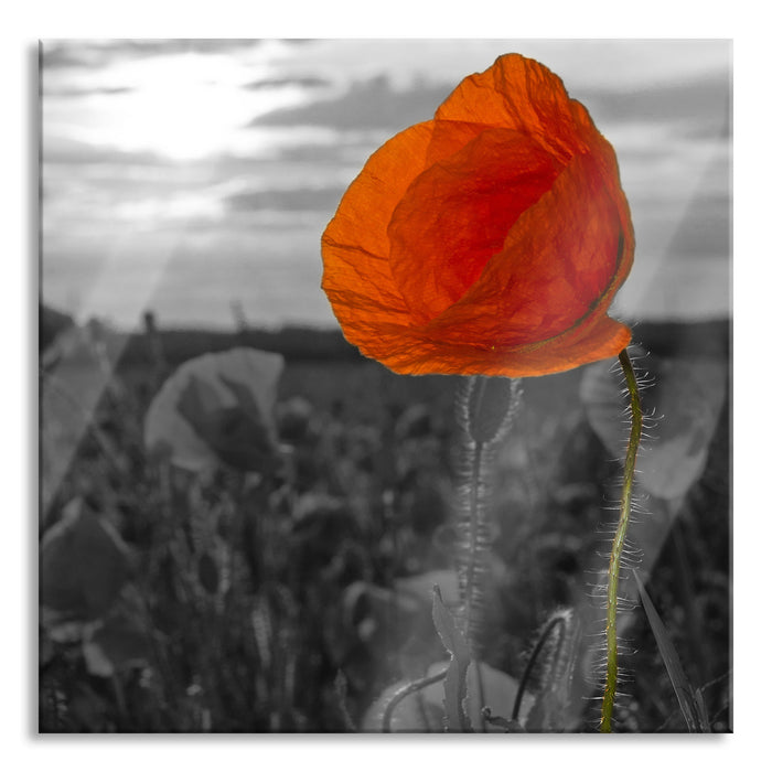 Pixxprint Mohnfeld, Glasbild Quadratisch