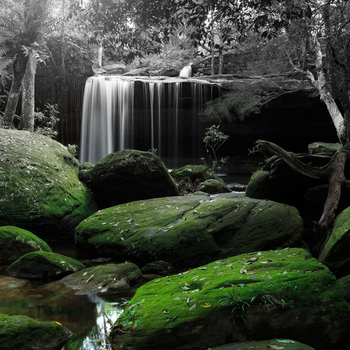 Regenwald in Thailand, Glasbild Quadratisch