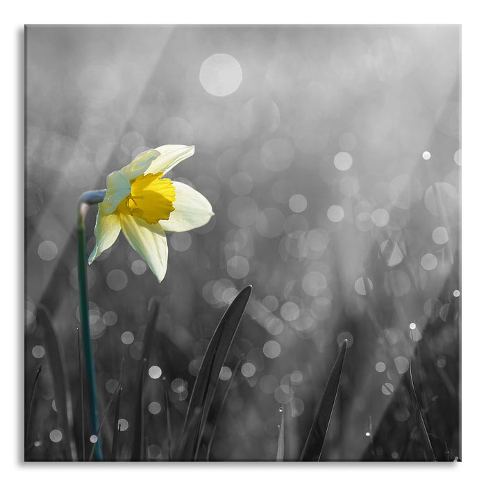 Pixxprint Narzissenblume in der Morgensonne, Glasbild Quadratisch