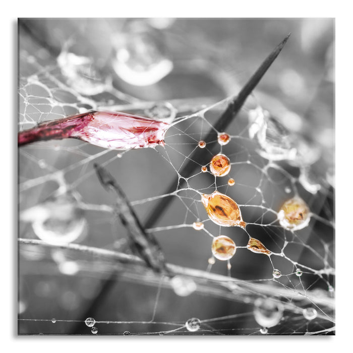 Spinnennetz mit Wassertropfen, Glasbild Quadratisch