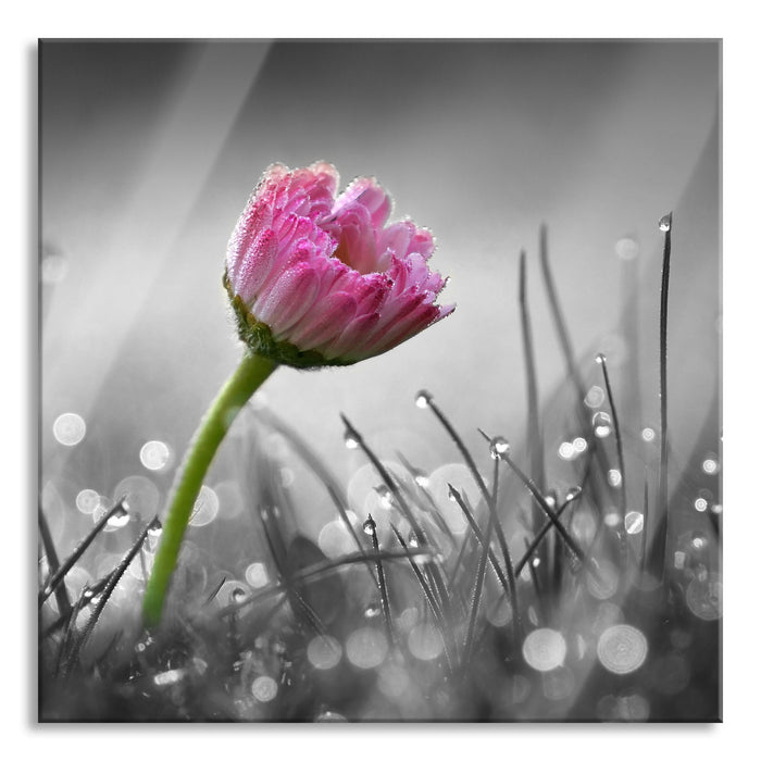 Pixxprint rosa Gänseblümchen im Gras, Glasbild Quadratisch