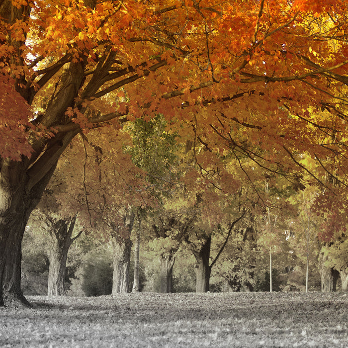 schöne Herbstlandschaft, Glasbild Quadratisch