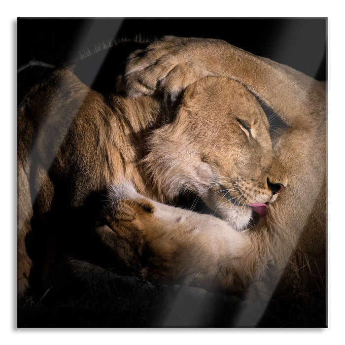 Pixxprint Männer & Frauen Löwe kuscheln, Glasbild Quadratisch