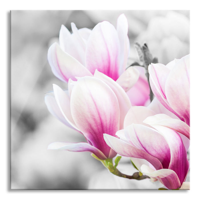 zarte rosa farbende Blüten, Glasbild Quadratisch