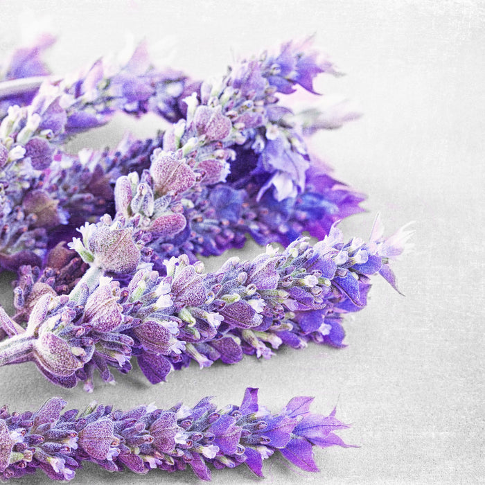 getrockneter Lavendel, Glasbild Quadratisch