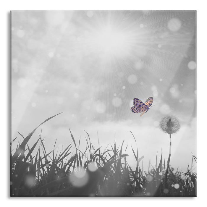 Pixxprint Schmetterling fliegt zu Pusteblume, Glasbild Quadratisch