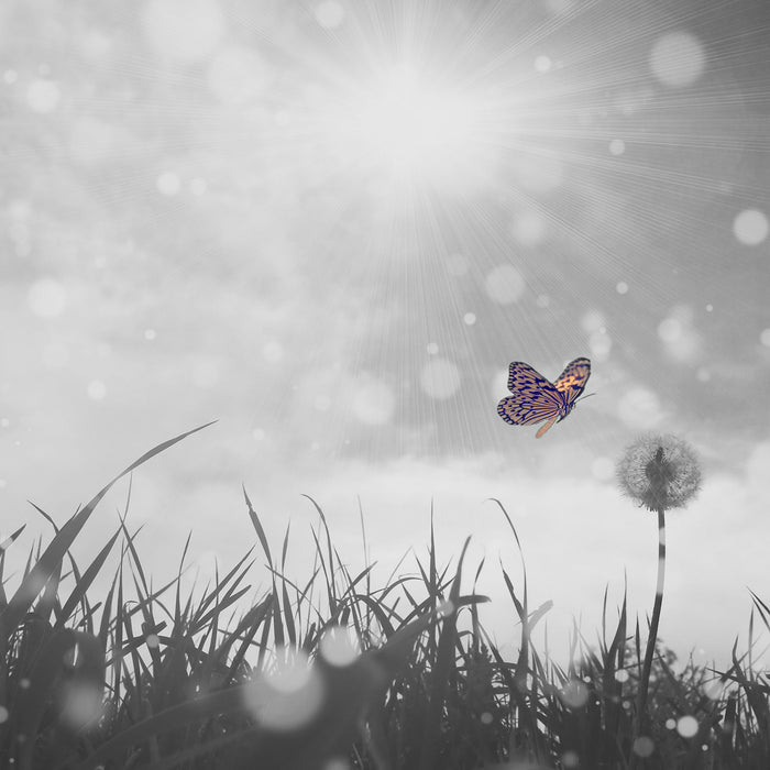 Schmetterling fliegt zu Pusteblume, Glasbild Quadratisch