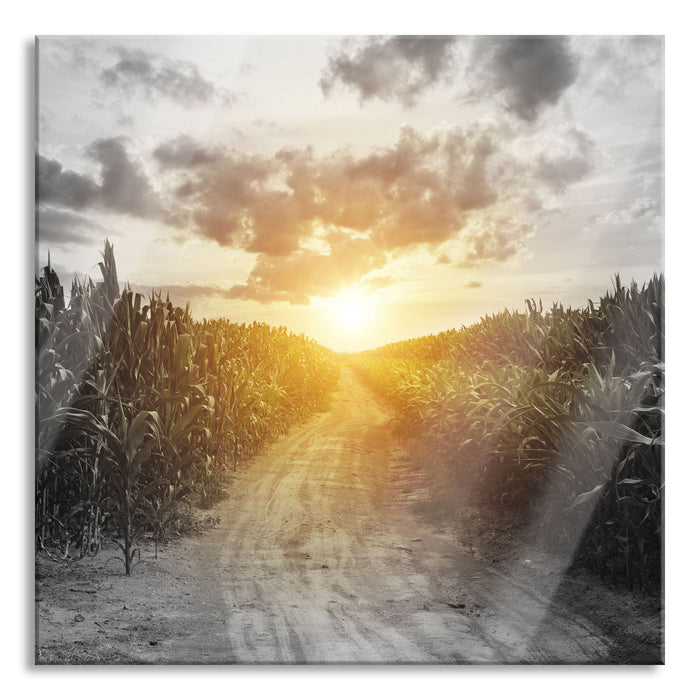 Pixxprint Pfad durch Feld, Glasbild Quadratisch