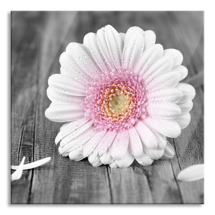 Pixxprint pinke Gerbera auf rustikalem Boden, Glasbild Quadratisch