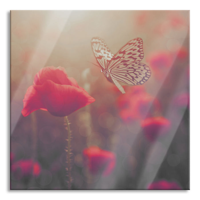 Mohn und Schmetterling, Glasbild Quadratisch