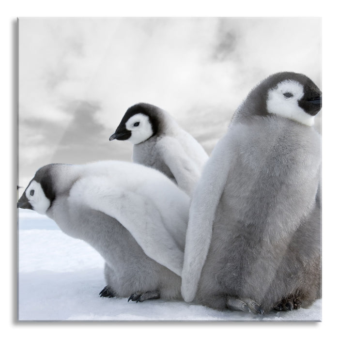 Pixxprint Kaiserpinguin Gruppe, Glasbild Quadratisch