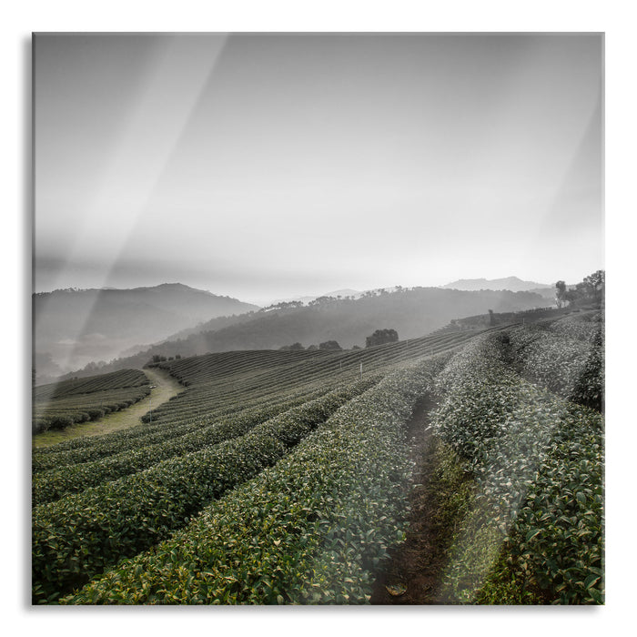 Pixxprint Sonnenaufgang Teeplantage Thailand, Glasbild Quadratisch