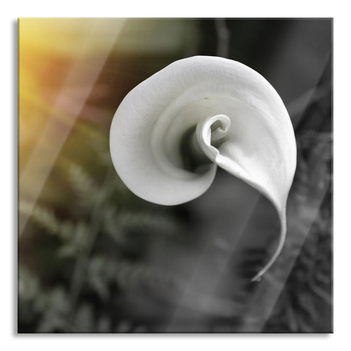 Pixxprint Calla Lilie Blüte, Glasbild Quadratisch