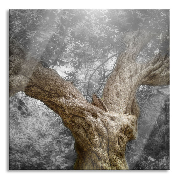 Mächtiger Baum im Wald, Glasbild Quadratisch