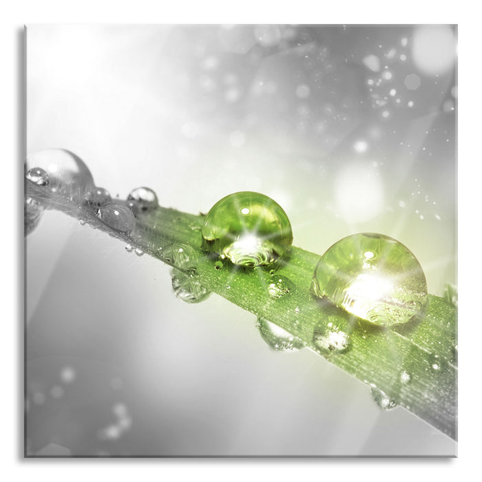 Pixxprint Wassertropfen auf Grashalm, Glasbild Quadratisch