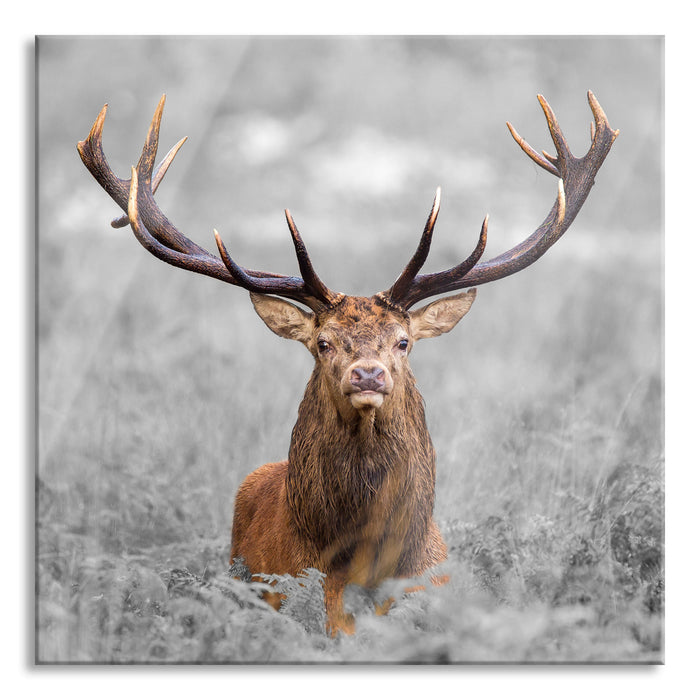 Pixxprint Großer Hirsch im Feld, Glasbild Quadratisch