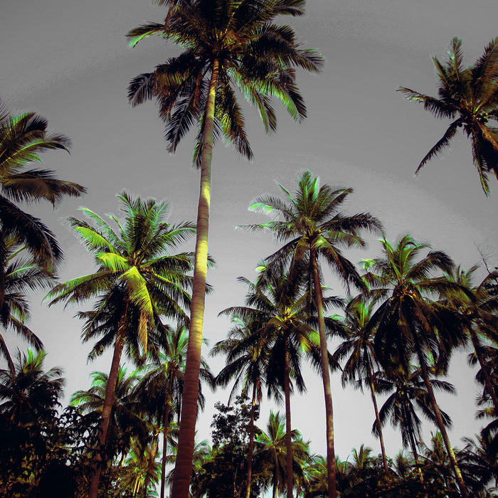 Tropische Palmen, Glasbild Quadratisch