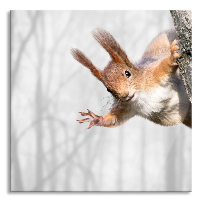 Pixxprint Neugierig rotes Eichhörnchen, Glasbild Quadratisch