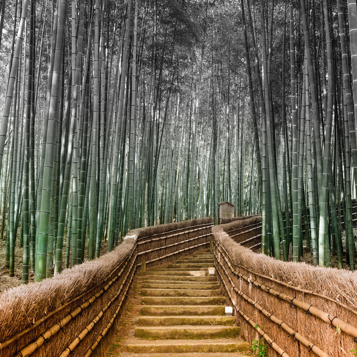 Kyoto Japan Bambuswald, Glasbild Quadratisch