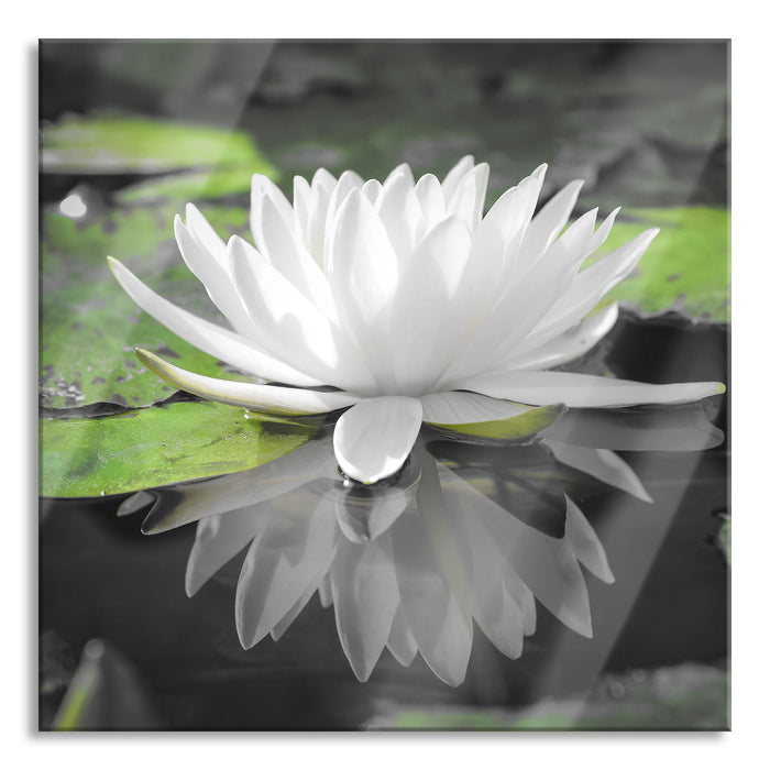 Weiße Lotusblume im Wasser, Glasbild Quadratisch
