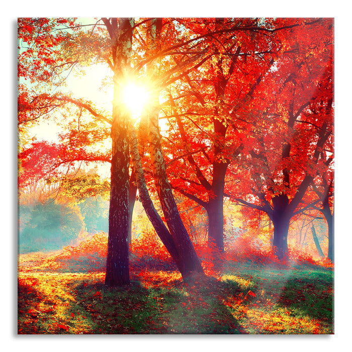 Bunte Herbstbäume sonnenbestrahlt, Glasbild Quadratisch