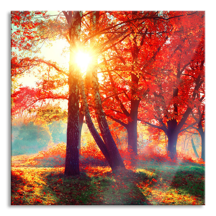 Pixxprint Bunte Herbstbäume sonnenbestrahlt, Glasbild Quadratisch