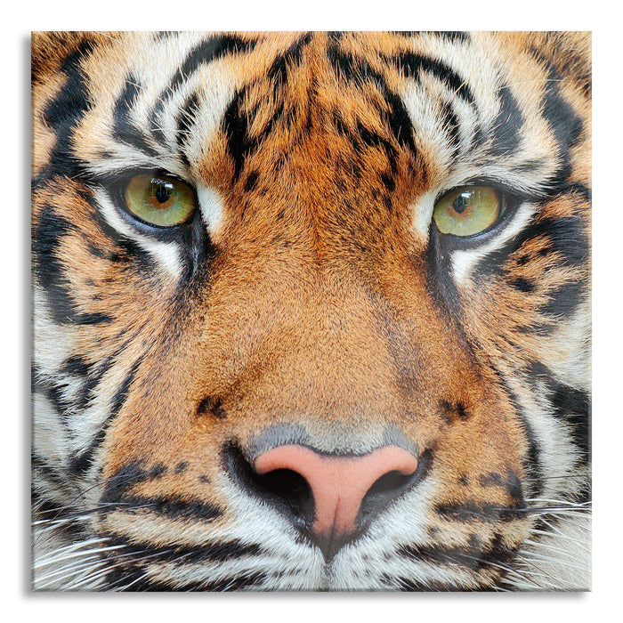 Pixxprint Nahaufnahme Sumatra Tiger, Glasbild Quadratisch