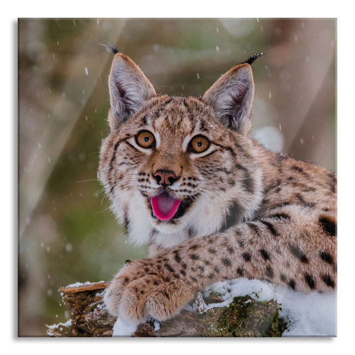 Pixxprint Luchs auf schneebedecktem Baumstumpf, Glasbild Quadratisch