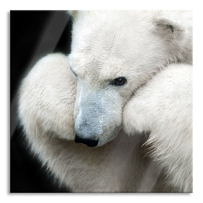 Pixxprint Grübelnder Eisbär stützt sich auf Pfoten, Glasbild Quadratisch