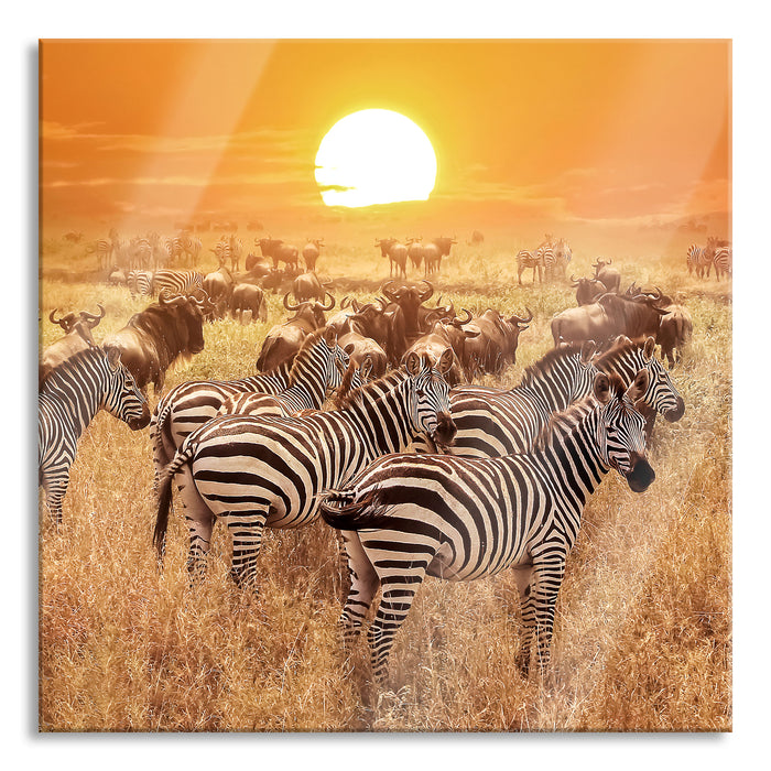 Pixxprint Zebraherde Savanne bei Sonnenuntergang, Glasbild Quadratisch