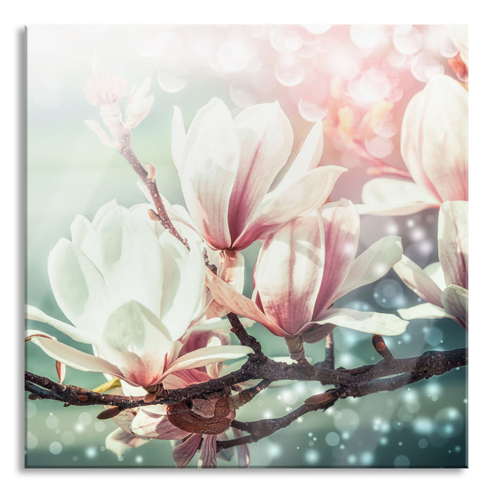 Pixxprint Wunderschöne Magnolien Nahaufnahme, Glasbild Quadratisch